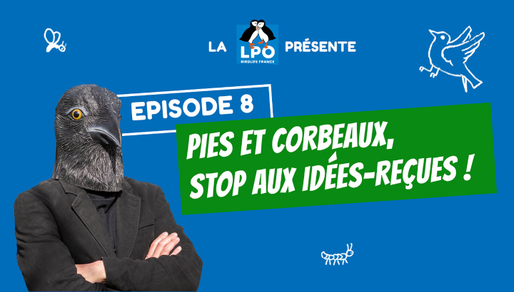 Web-série Colocataires Sauvages : Épisode 8